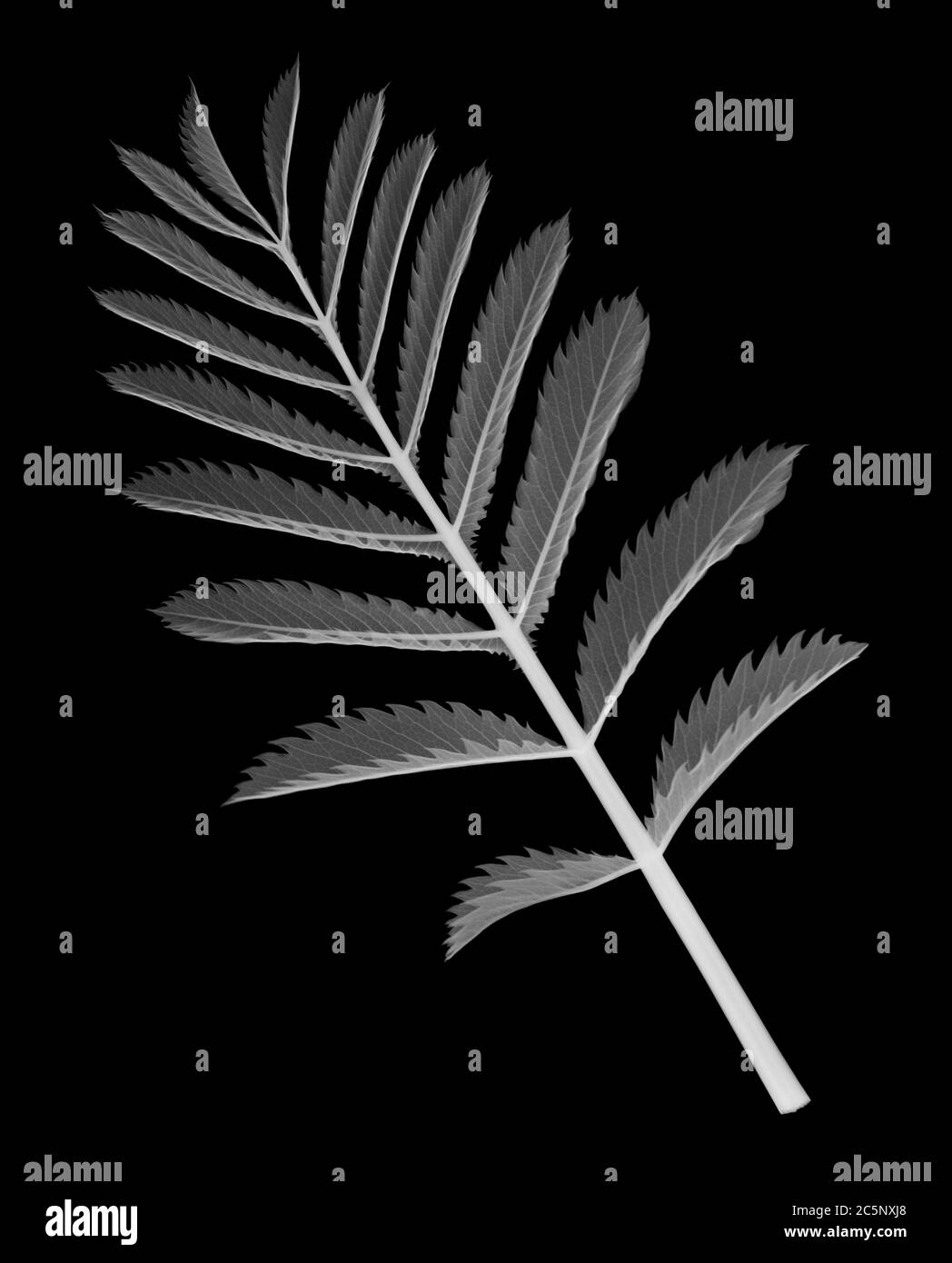 Cespuglio di miele (Melianthus Major), raggi X. Foto Stock