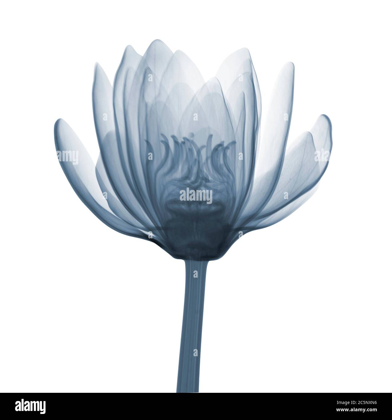 Ninfea (Ninfea odorata), raggi X. Foto Stock