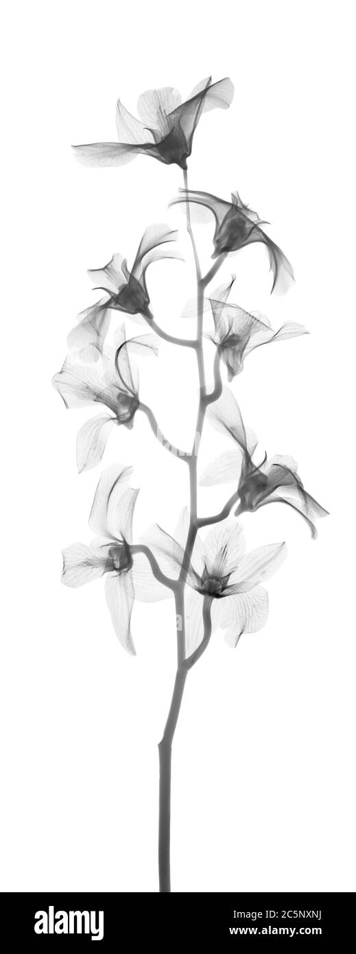 Orchidea (falenopsis dendrobium ibrida), raggi X. Foto Stock