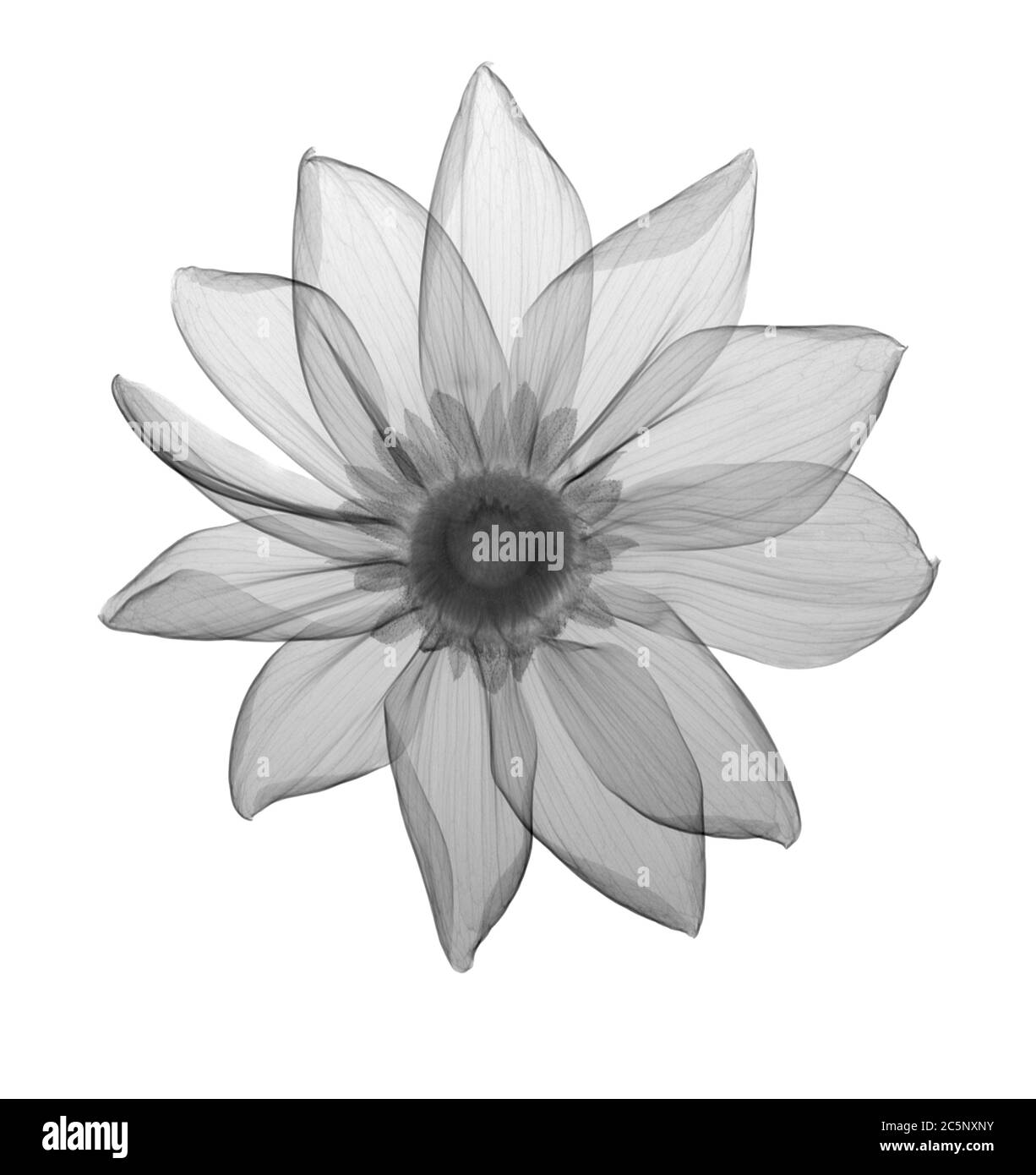 Rudbeckia (Rudbeckia hirta), raggi X. Foto Stock