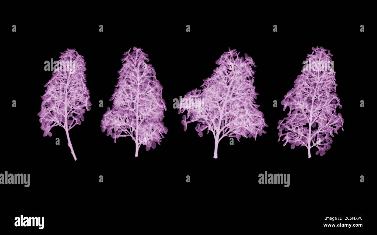 Lilaci (Syringa vulgaris), radiografia colorata Foto Stock