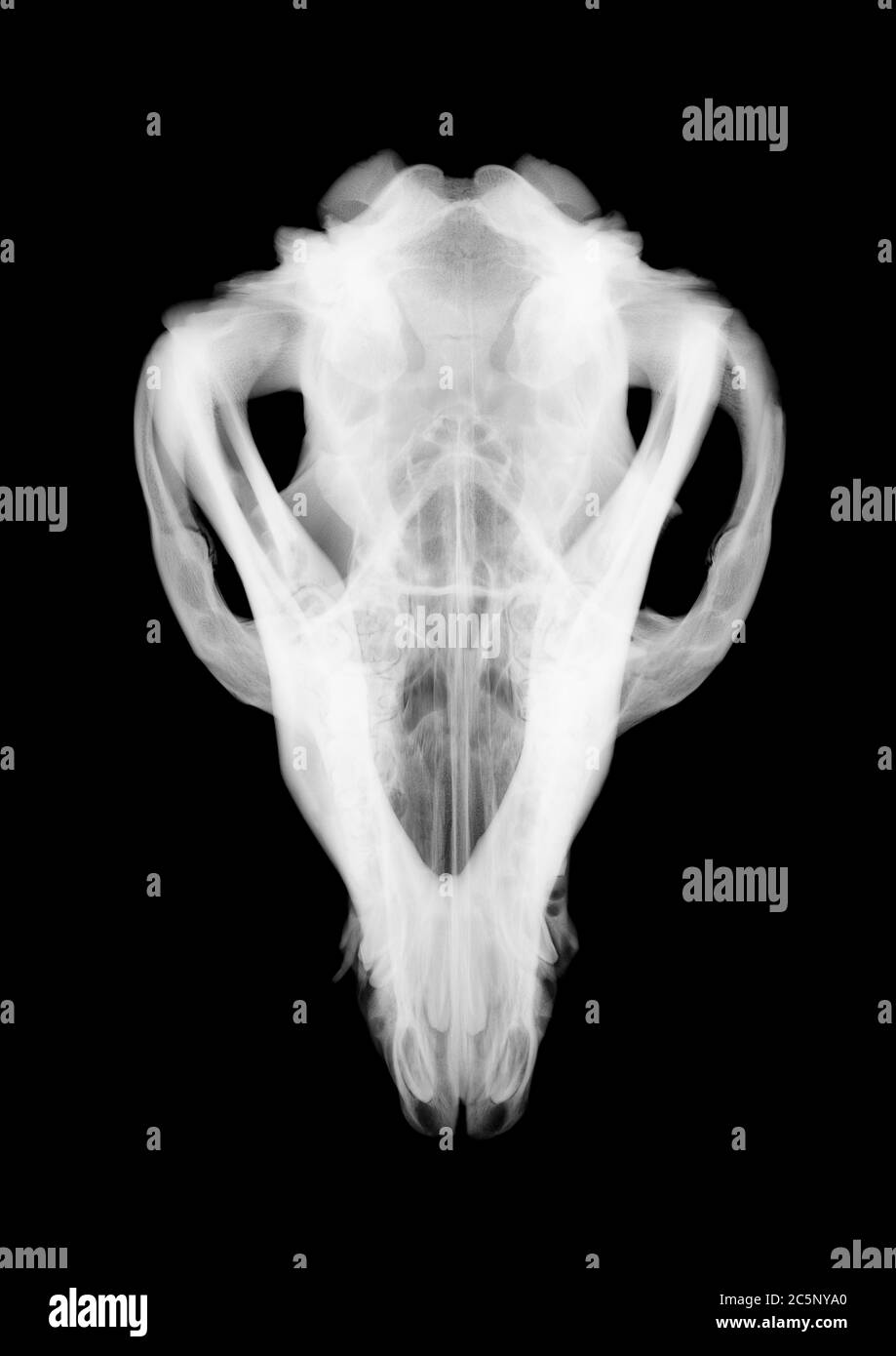 Cranio animale, raggi X. Foto Stock