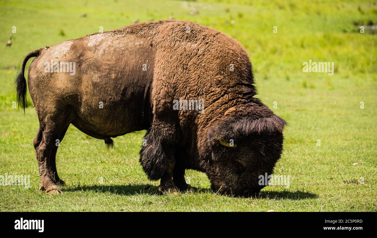 Parc Omega, Canada - 3 luglio 2020: Il bisonte nel Omega Park in Canada Foto Stock