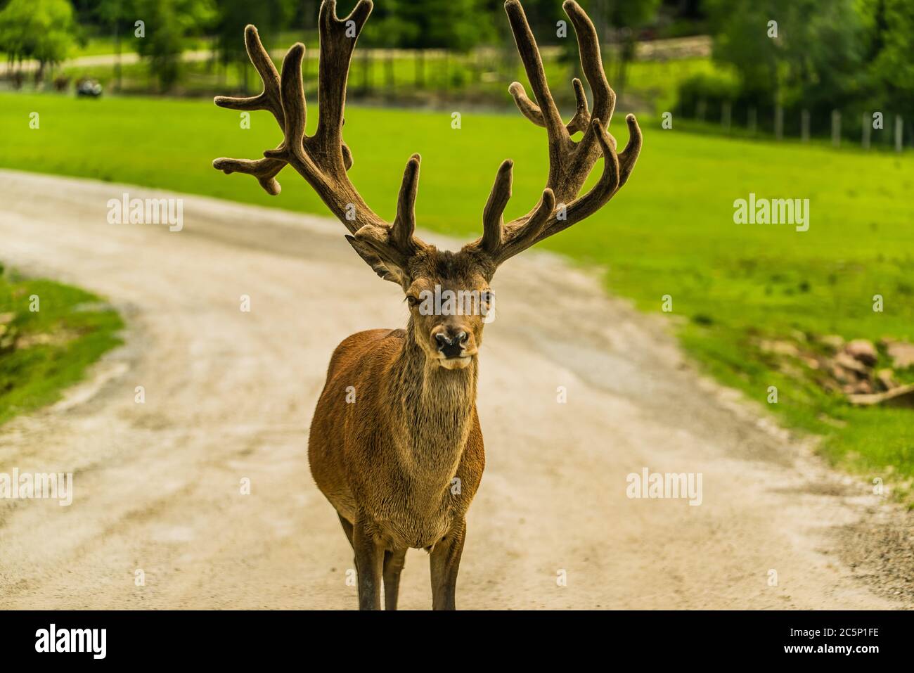 Parc Omega, Canada - 3 luglio 2020: Alci in roaming nel Parco Omega in Canada Foto Stock