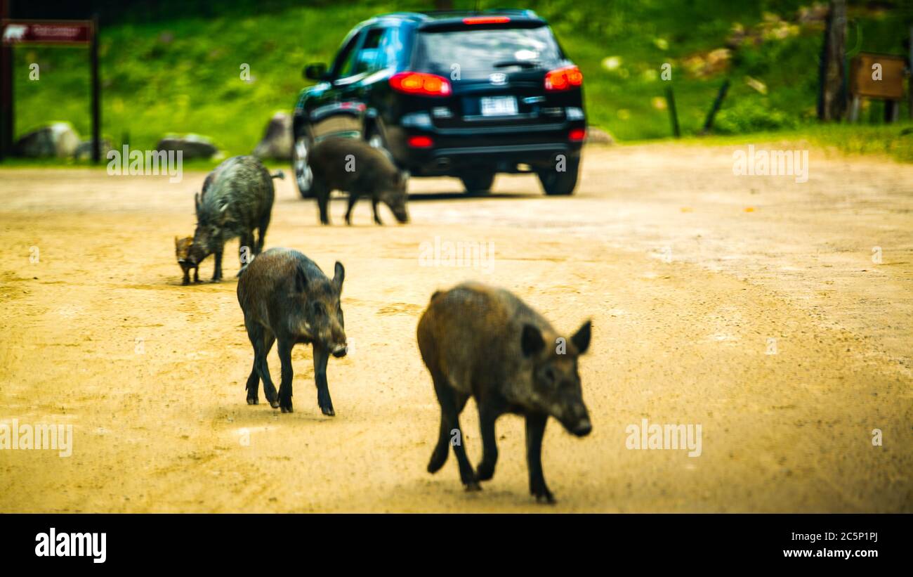 Omega Park, Canada - 3 luglio 2020: Famiglia di maiale roaming nel Omega Park in Quebec Foto Stock