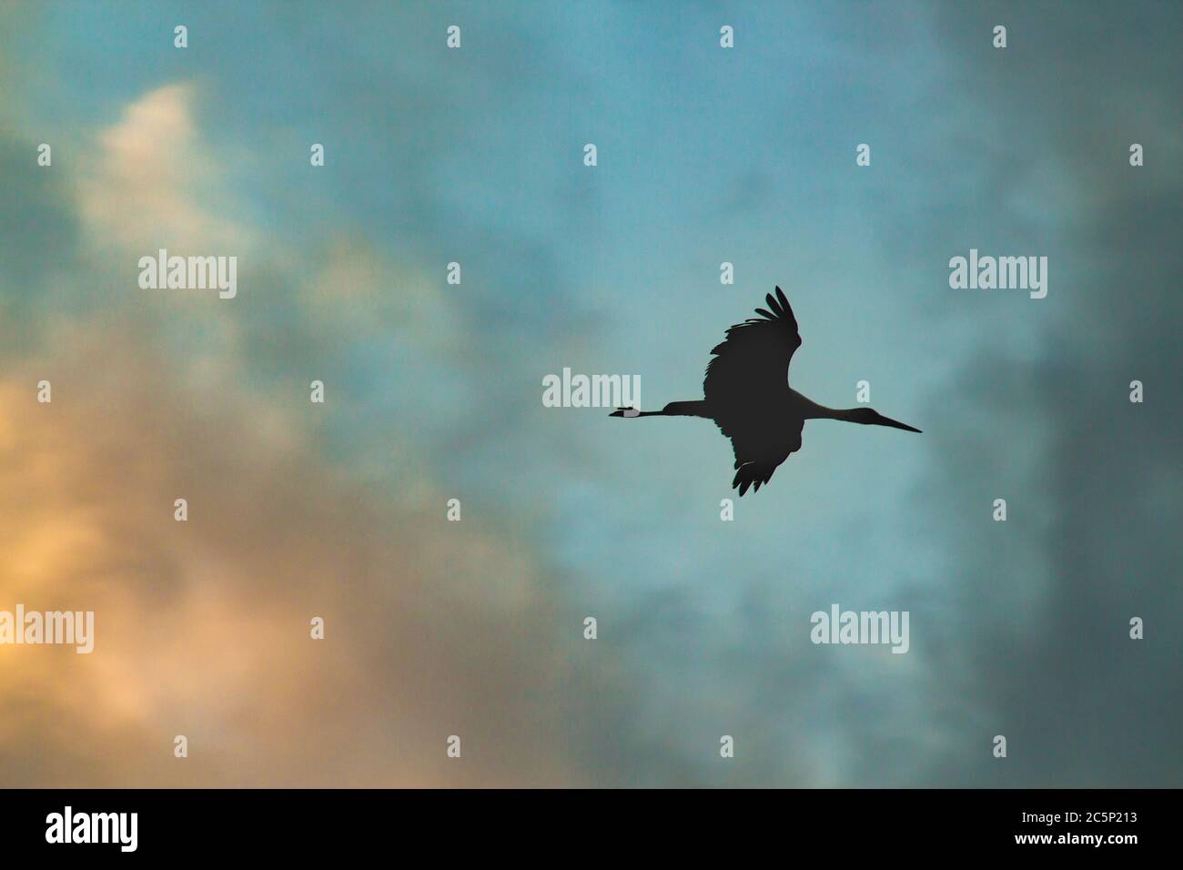 silhouette di una cicogna (ciconia) che vola in alto nel cielo al tramonto Foto Stock