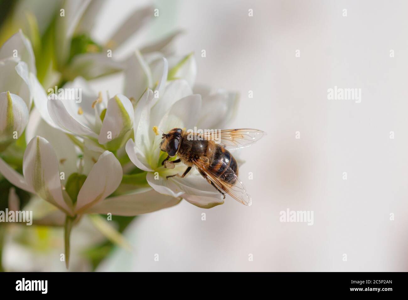 Macro di un'ape di miele (apis mellifera) su una stella di betlemme (ornitogalum) fioritura con sfondo offuscato; protezione ambientale priva di pesticidi Foto Stock