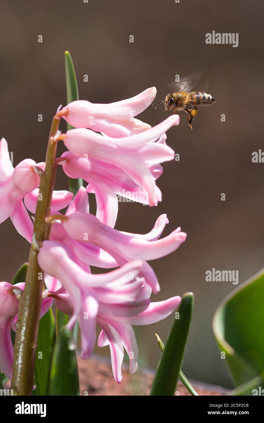 ape di miele (apis mellifera) volare su un giacinto rosa fiorente (giacinthus) in primavera soleggiata giorno Foto Stock