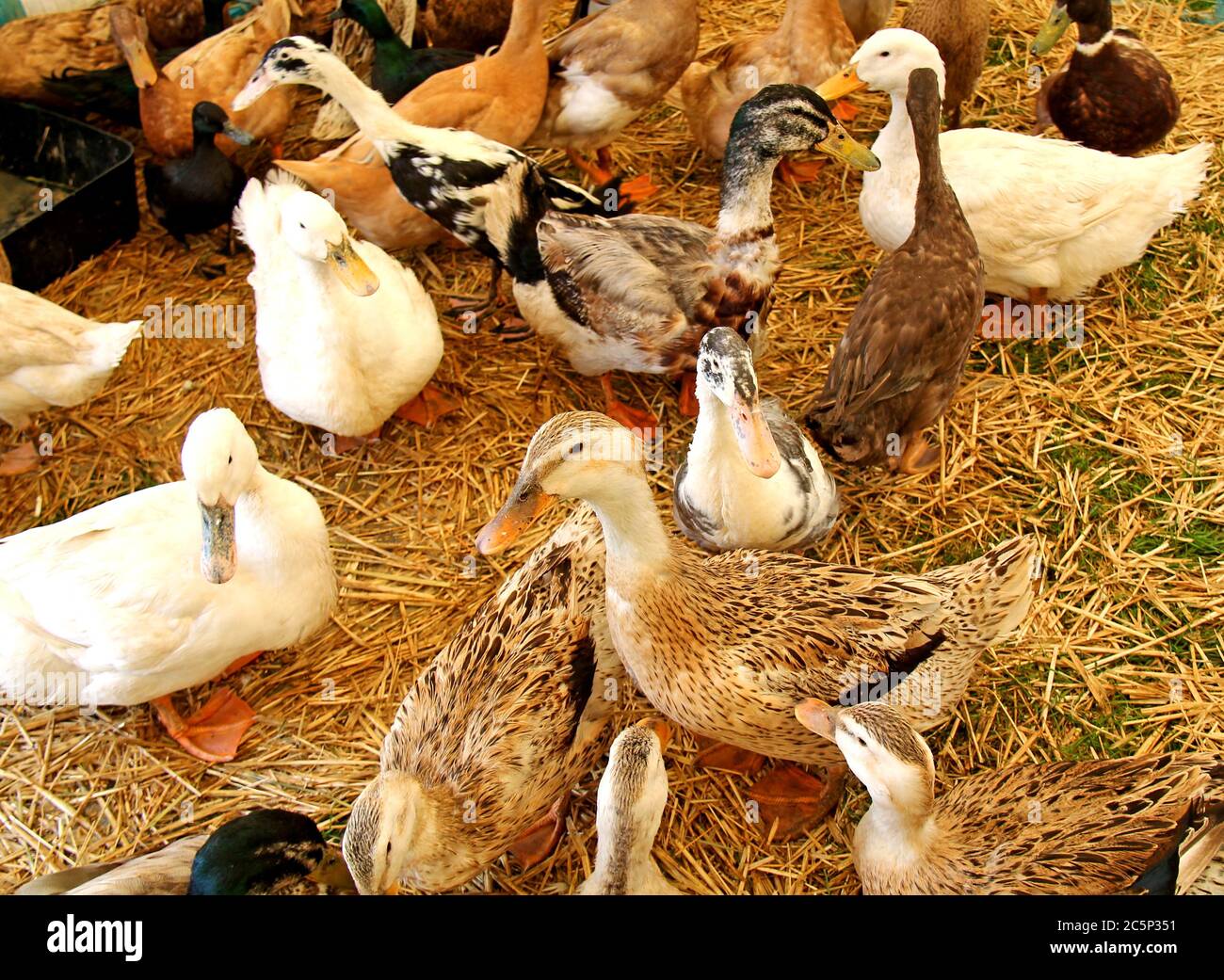 Una raccolta mista di Ducati di cortile domestico. Foto Stock