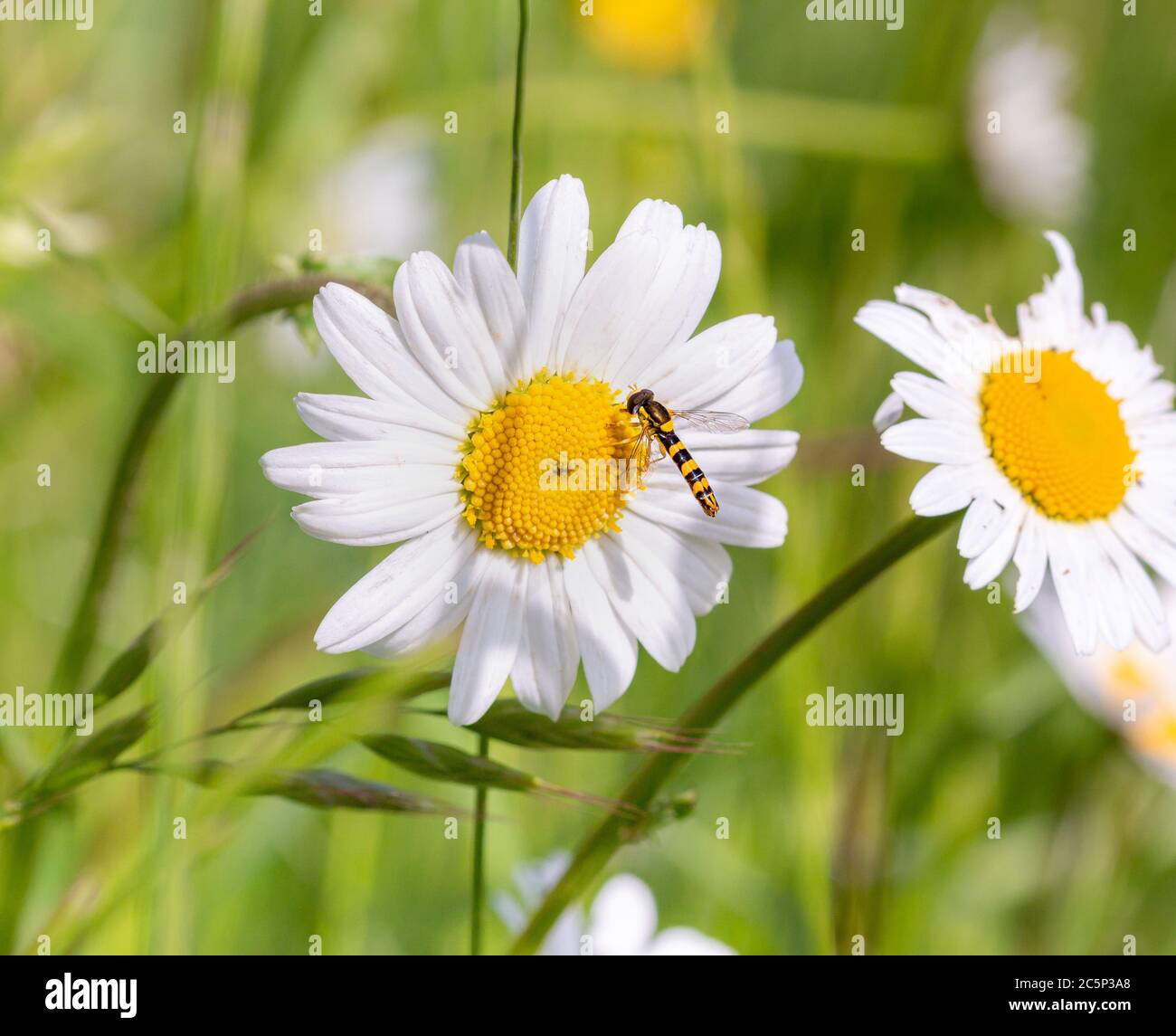 volate in volo su una margherita fioritura in un prato di montagna il giorno di sole all'inizio dell'estate; la biodiversità salva il concetto di ecosistema di impollinatori con bokeh offuscato Foto Stock