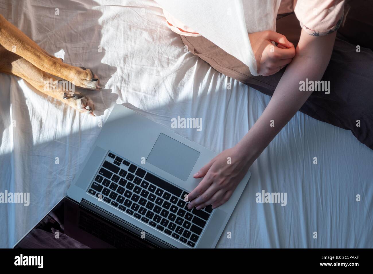 Donna con braccio ferito usa il laptop nel letto accanto al cane addormentato. Giovane donna in luminosa camera da letto con luce solare e animali domestici, concetto di lavoro remoto o ufficio domestico Foto Stock