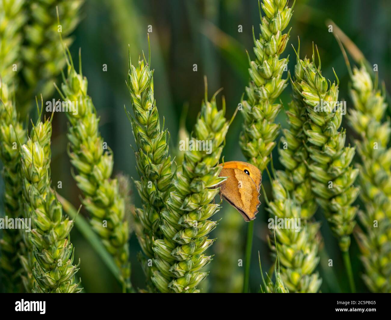 Fiocco di prateria, Maniola jurtina, sul gambo di grano in campo di coltura, Lothian orientale, Scozia, Regno Unito Foto Stock