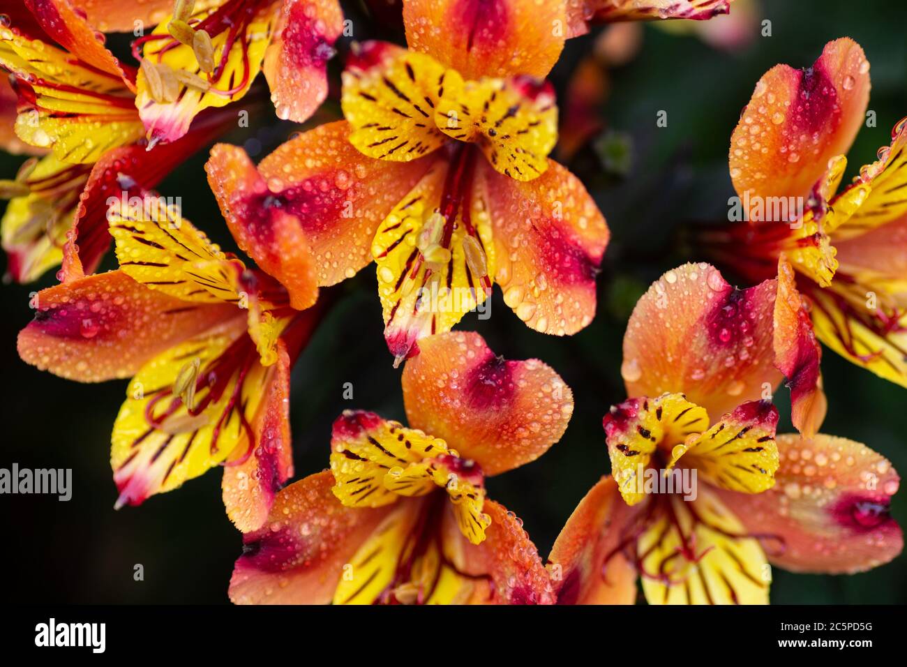 Alstroemerie gialle, rosse e arancioni sotto la pioggia Foto Stock
