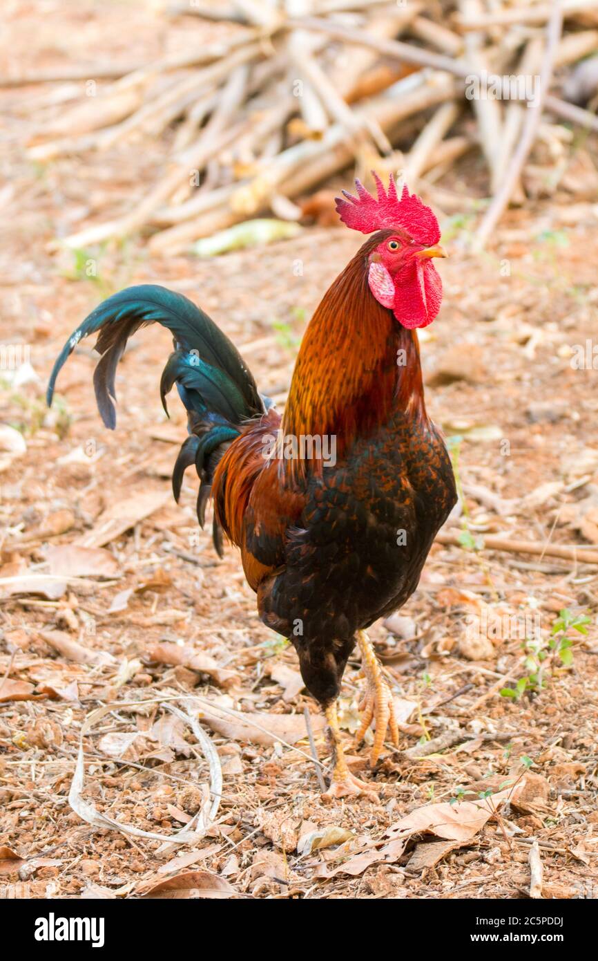 primo piano di un gallo, Foto Stock