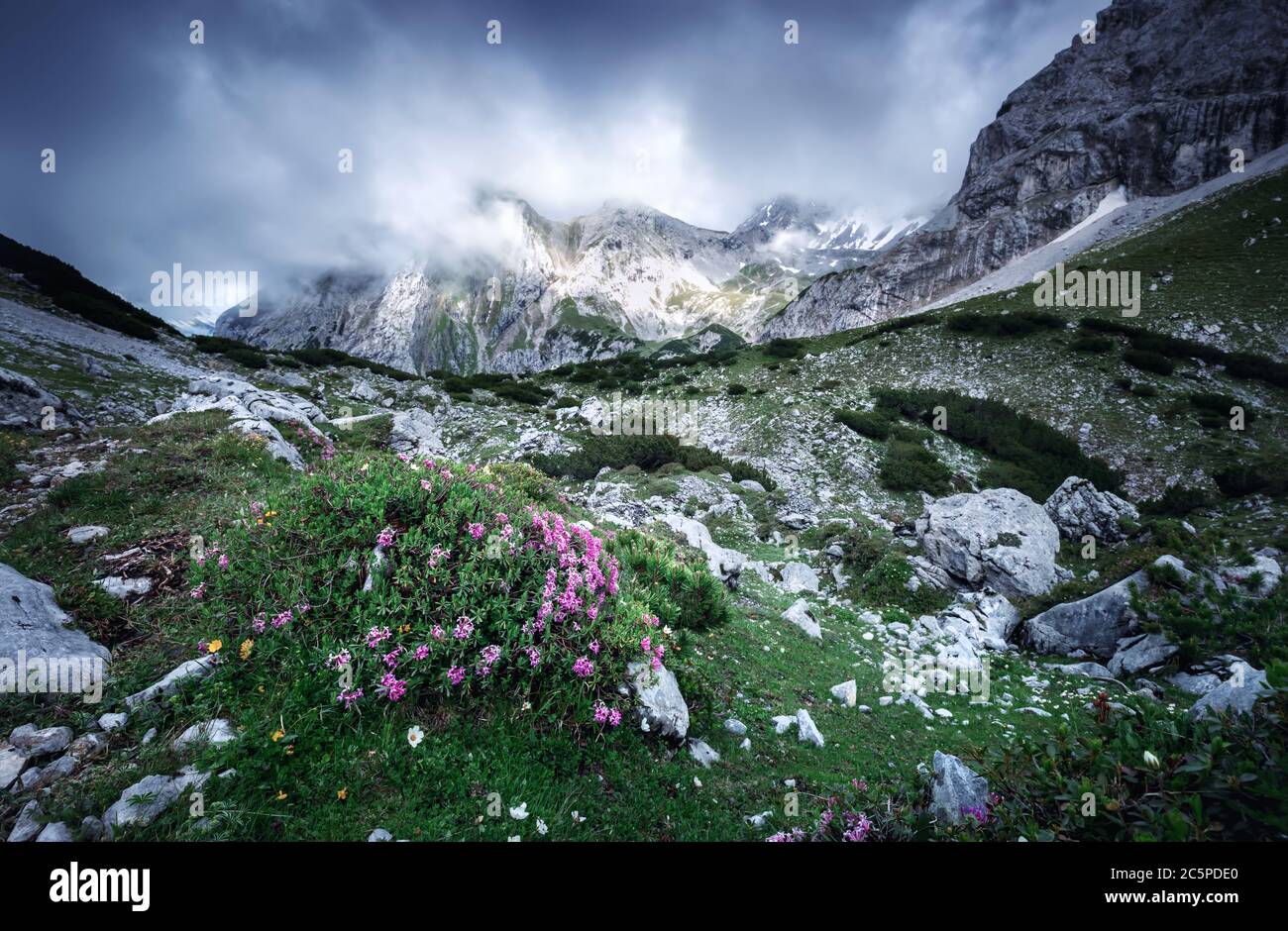 fiori rosa sui prati alpini in estate Foto Stock