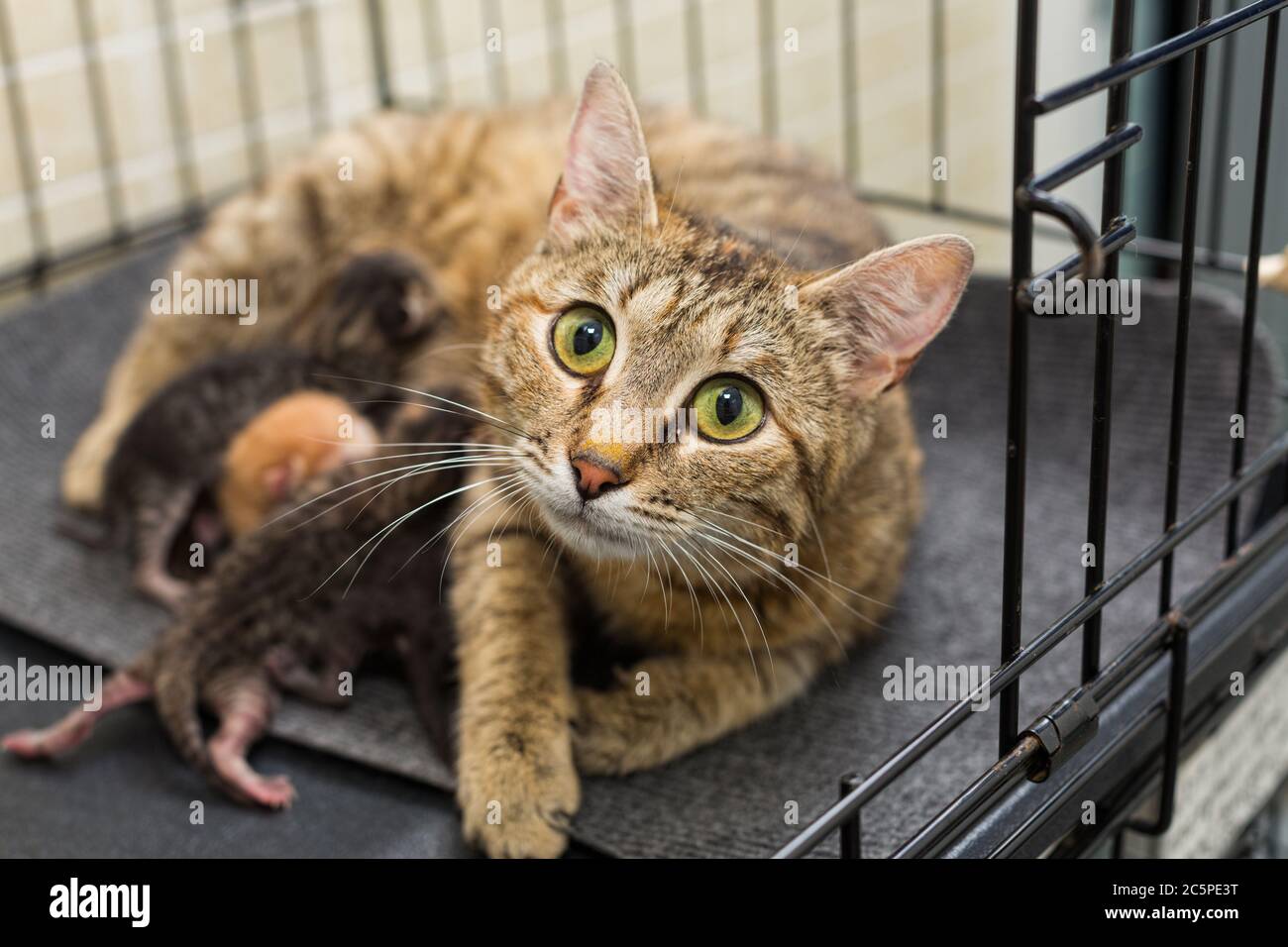 Gattini di gatto e neonato nella gabbia di rifugio Foto Stock Gattini di gatto e neonato nella gabbia di rifugio Foto Stock