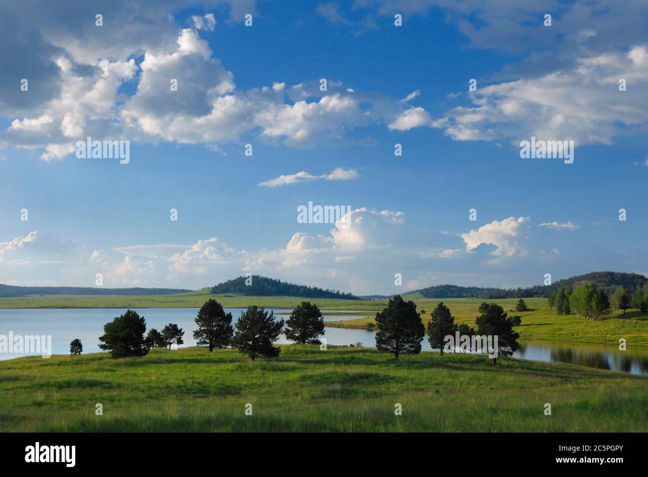 Apache-Sitgreaves National Forest AZ / AGO UN cielo blu con le nuvole di cumulo alto su uno stand di conifere e Big Lake in un tardo pomeriggio estivo. Foto Stock