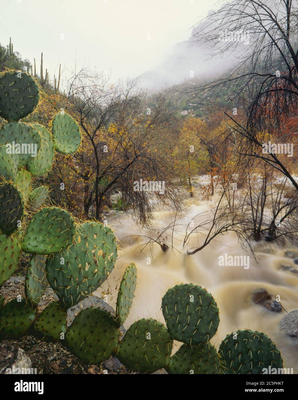 Santa Catalina Mountains Coronado NF AZ /JAN Snow Melt alimenta un torrente Sabino gushing nell'alto Canyon Sabino con PricklyPear Cactus in primo piano Foto Stock