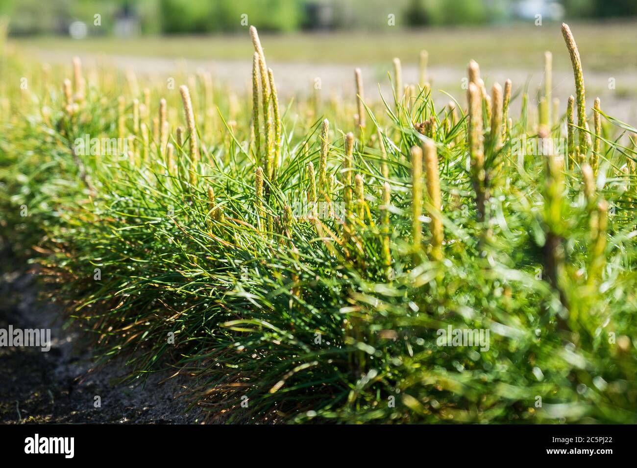 Piantine di pino in un vivaio di alberi nella foresta. Alberi di conifere crescenti Foto Stock