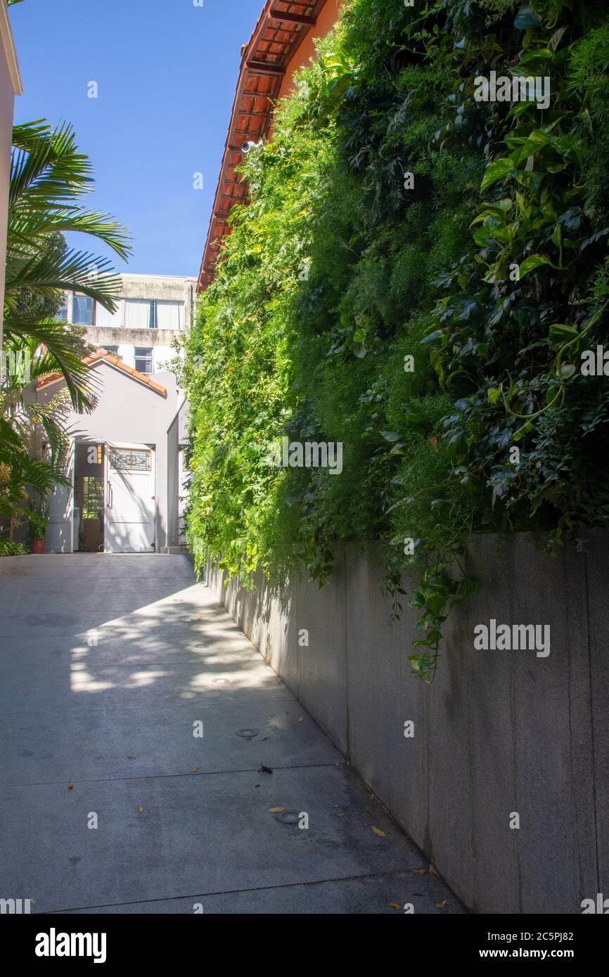 Un giardino verticale della vecchia casa Foto Stock