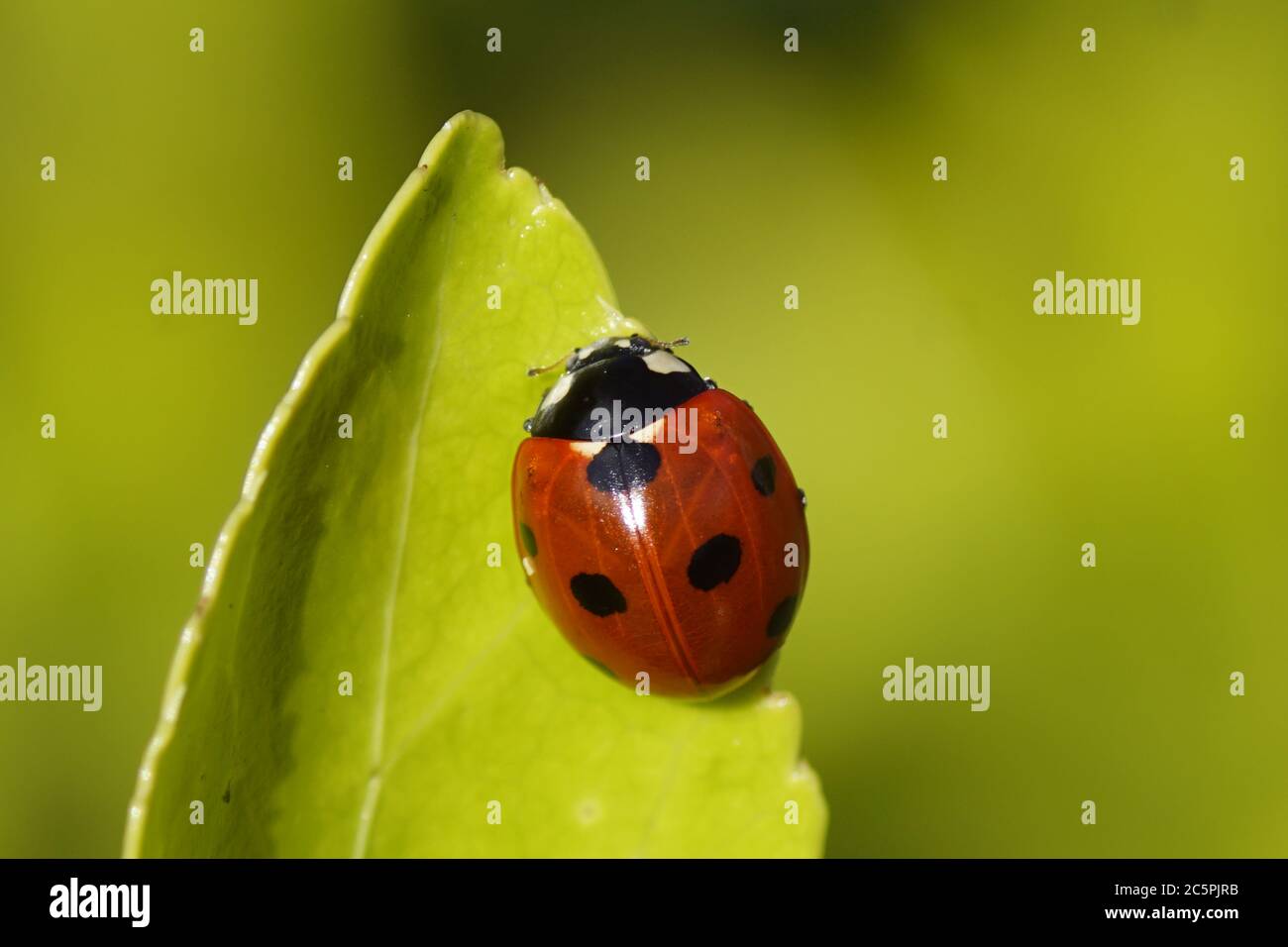 Sette-spot ladybird (Coccinella septempunctata) su una foglia di un euonymus nel giardino nel villaggio olandese di Bergen. Paesi Bassi, marzo Foto Stock