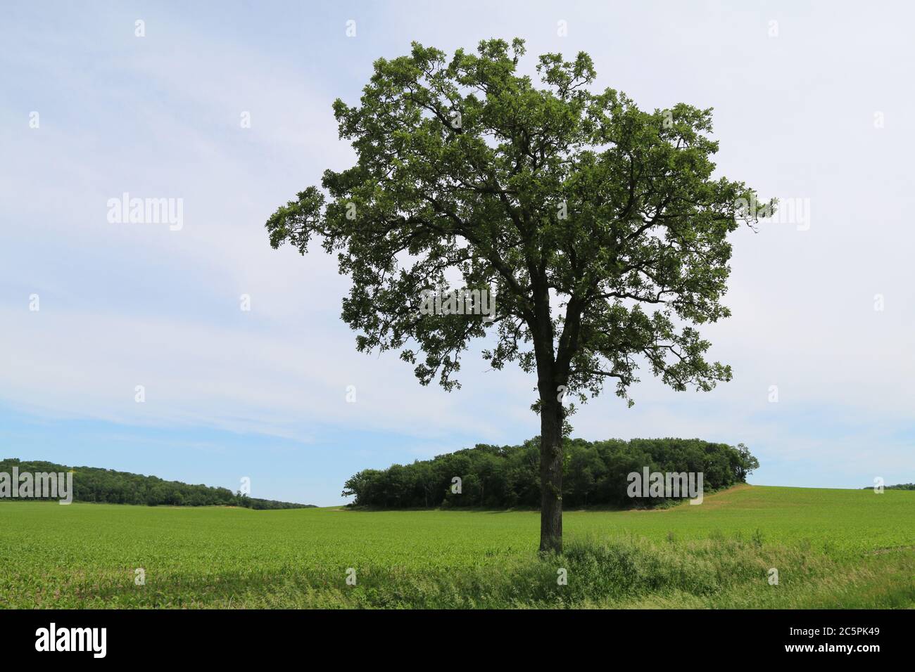 un unico albero in un campo verde fattoria con orizzonte nuvoloso sole Foto Stock