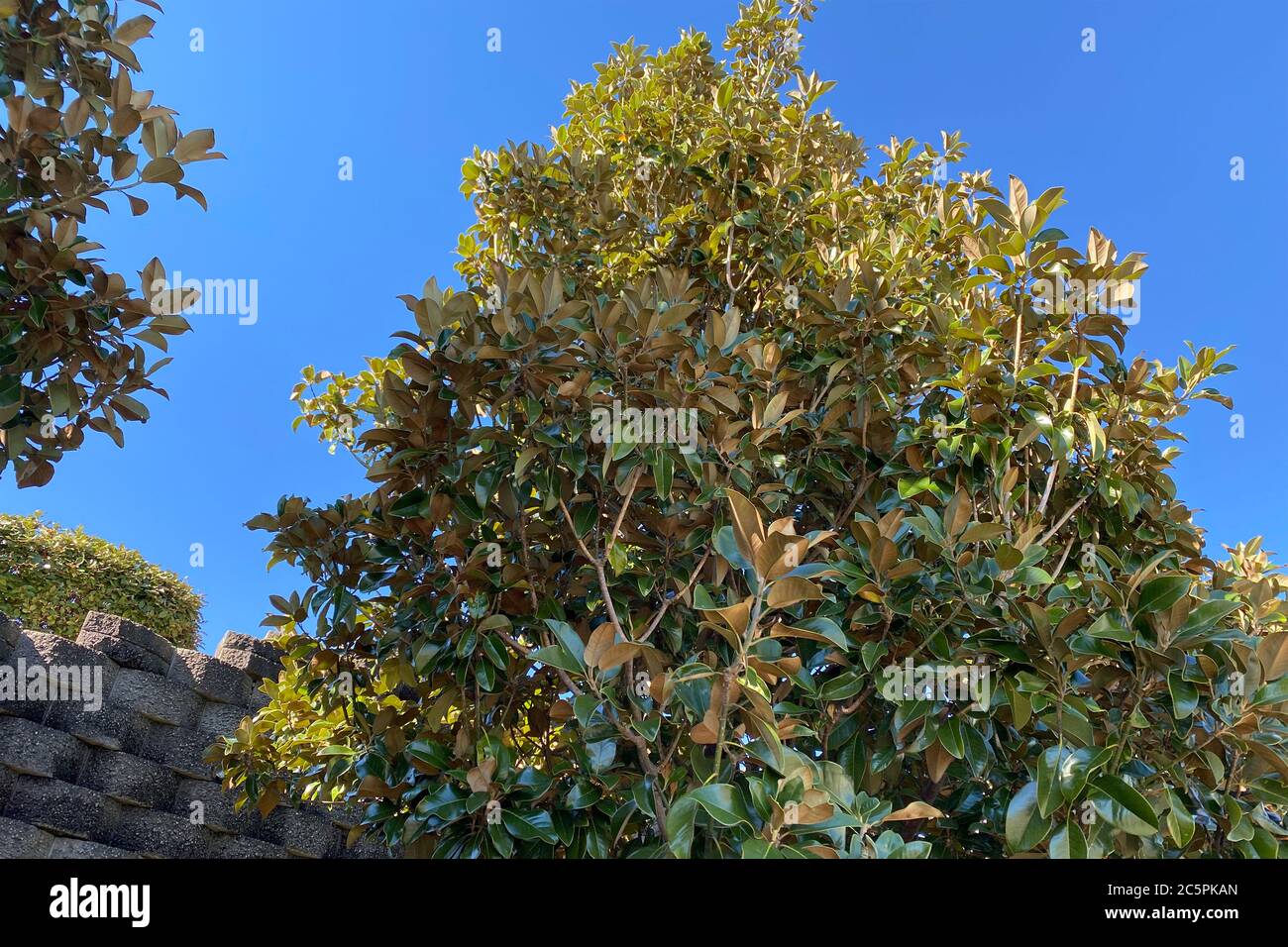 un albero lussureggiante vicino ad un'alta parete del giardino su un giorno blu del cielo Foto Stock
