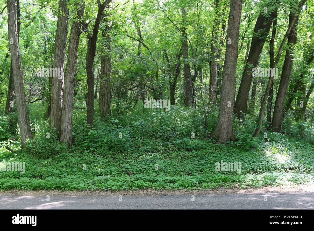 una lussureggiante foresta tranquilla crescita in una giornata di sole Foto Stock