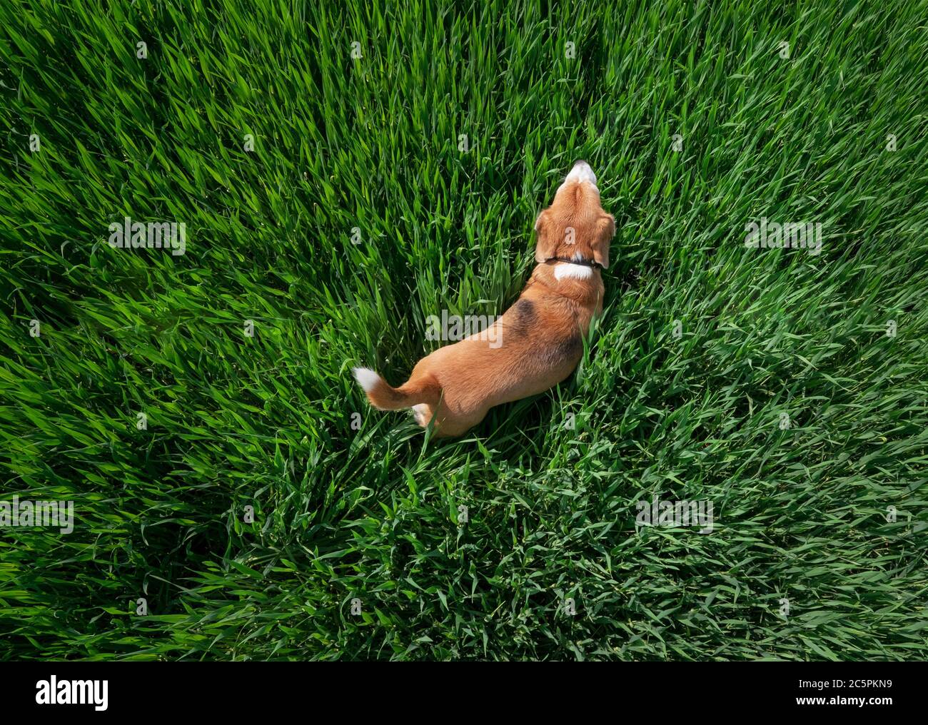 Giovane cane beagle che cammina lungo il sentiero che conduce in verde alto erba vista dall'alto immagine aerea. Foto Stock