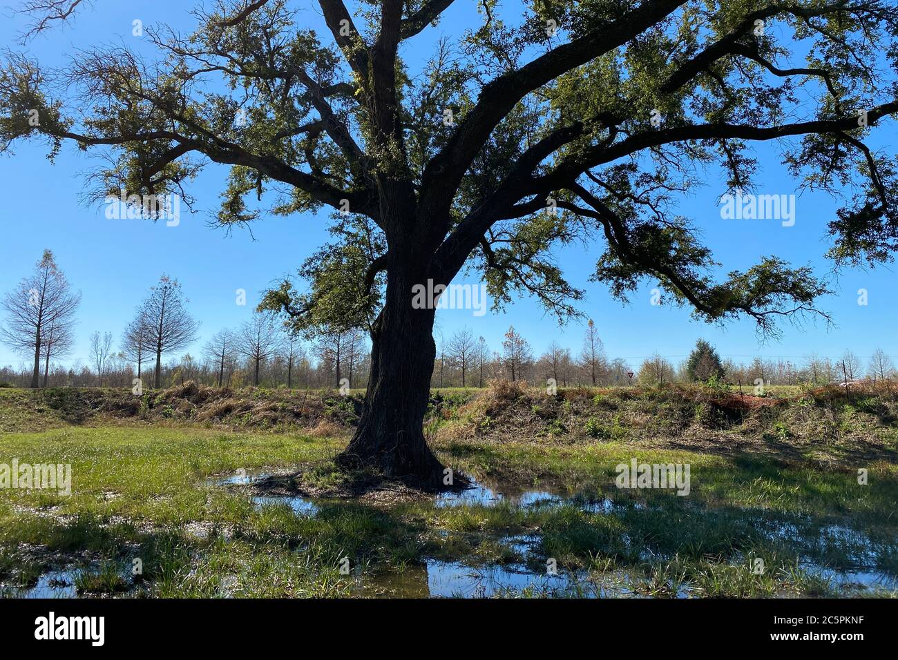 un grande albero in un laghetto paludoso con ombre e riflessi in una giornata di sole Foto Stock