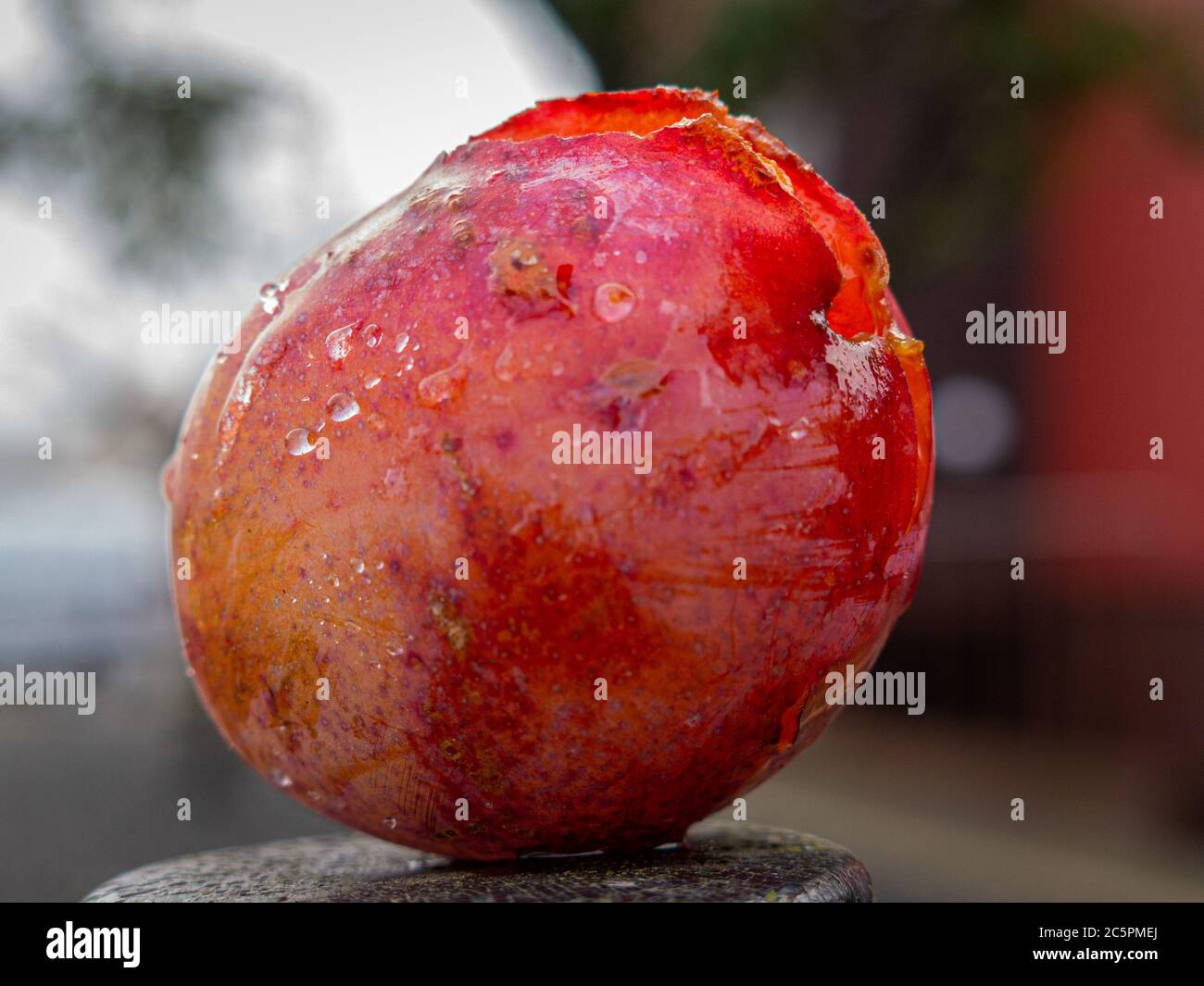 Una prugna rossa con gocce d'acqua. Primo piano. Foto di alta qualità Foto Stock