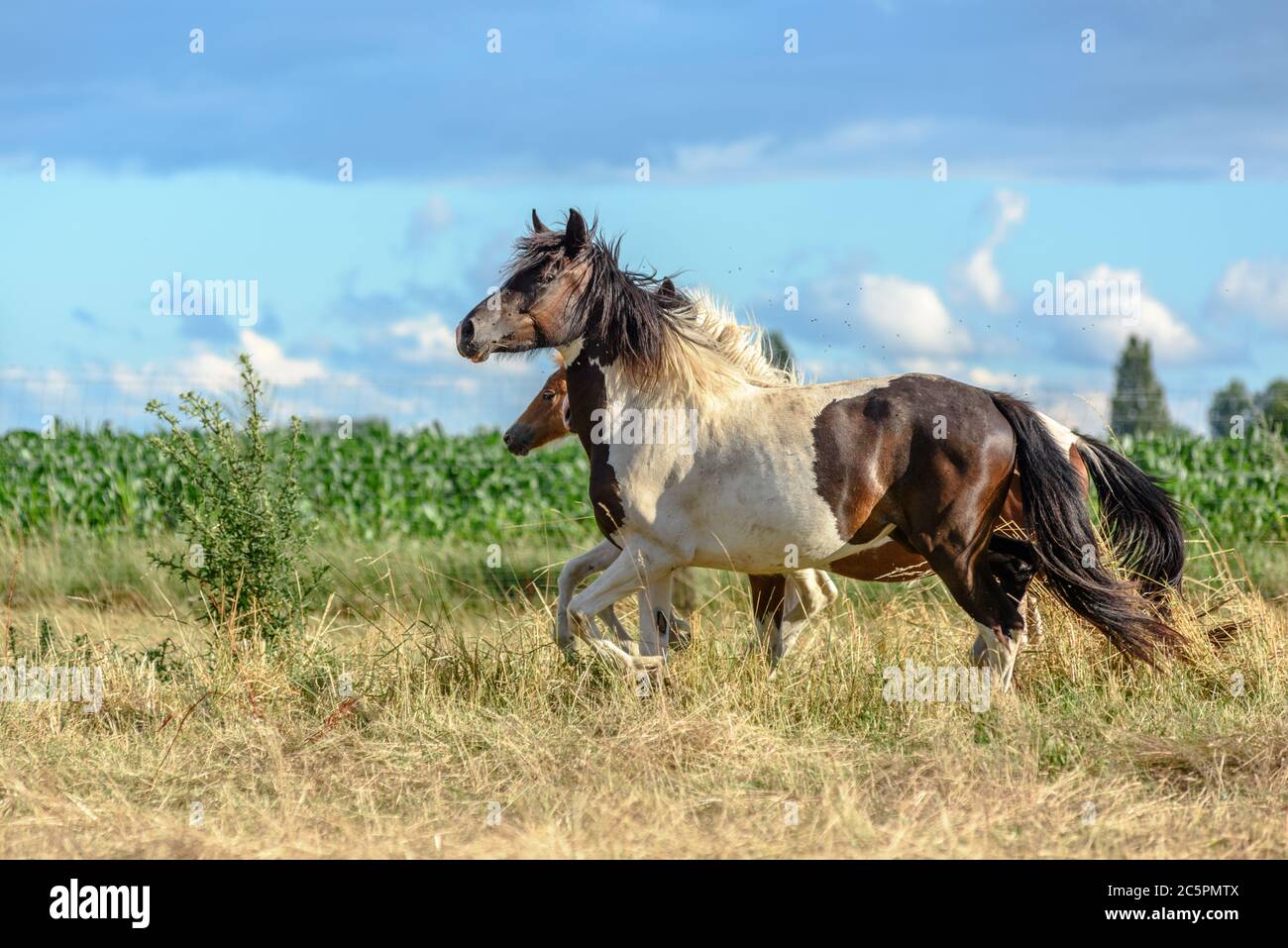 Pony che corrono in un pascolo nella campagna francese Foto Stock