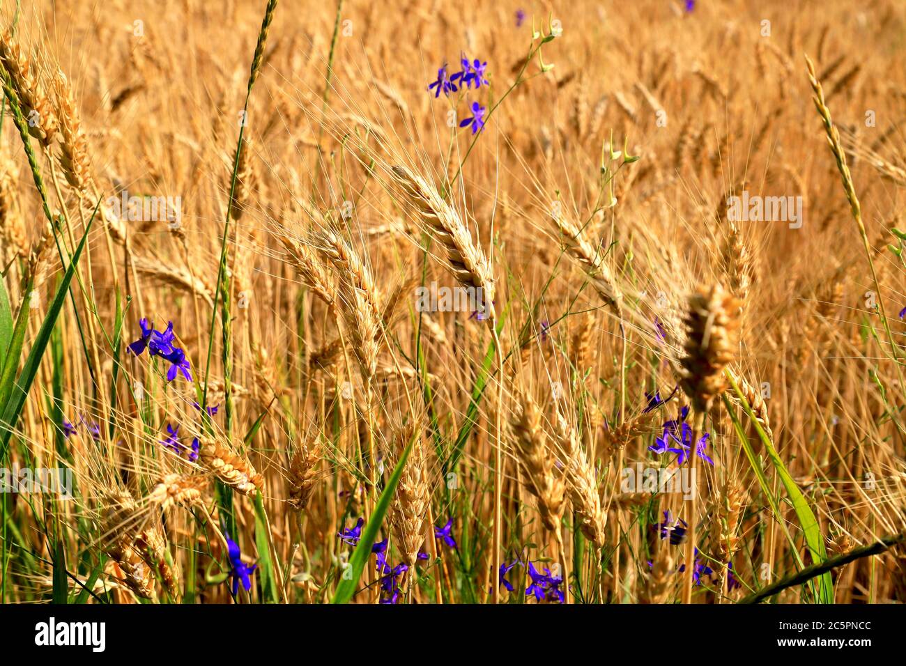 Fiori blu fioriscono su uno sfondo di orecchie mature d'oro di grano su un campo giallo, la natura. Raccolto estivo ricco, agricolo, agricolo Foto Stock