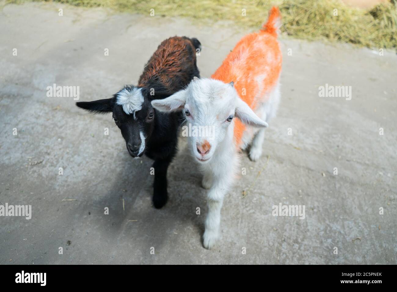Due caprini piccoli sulla fattoria. Caprine bianche e nere del neonato. Bestiame Foto Stock