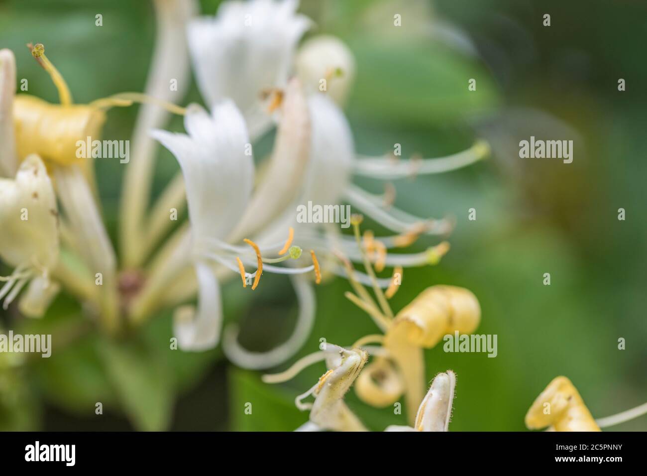 Fiori di Honeysuckle selvatico / Lonicera periclymenum in un paese di Cornovaglia in estate. Pianta medicinale una volta usata in rimedi a base di erbe. Foto Stock