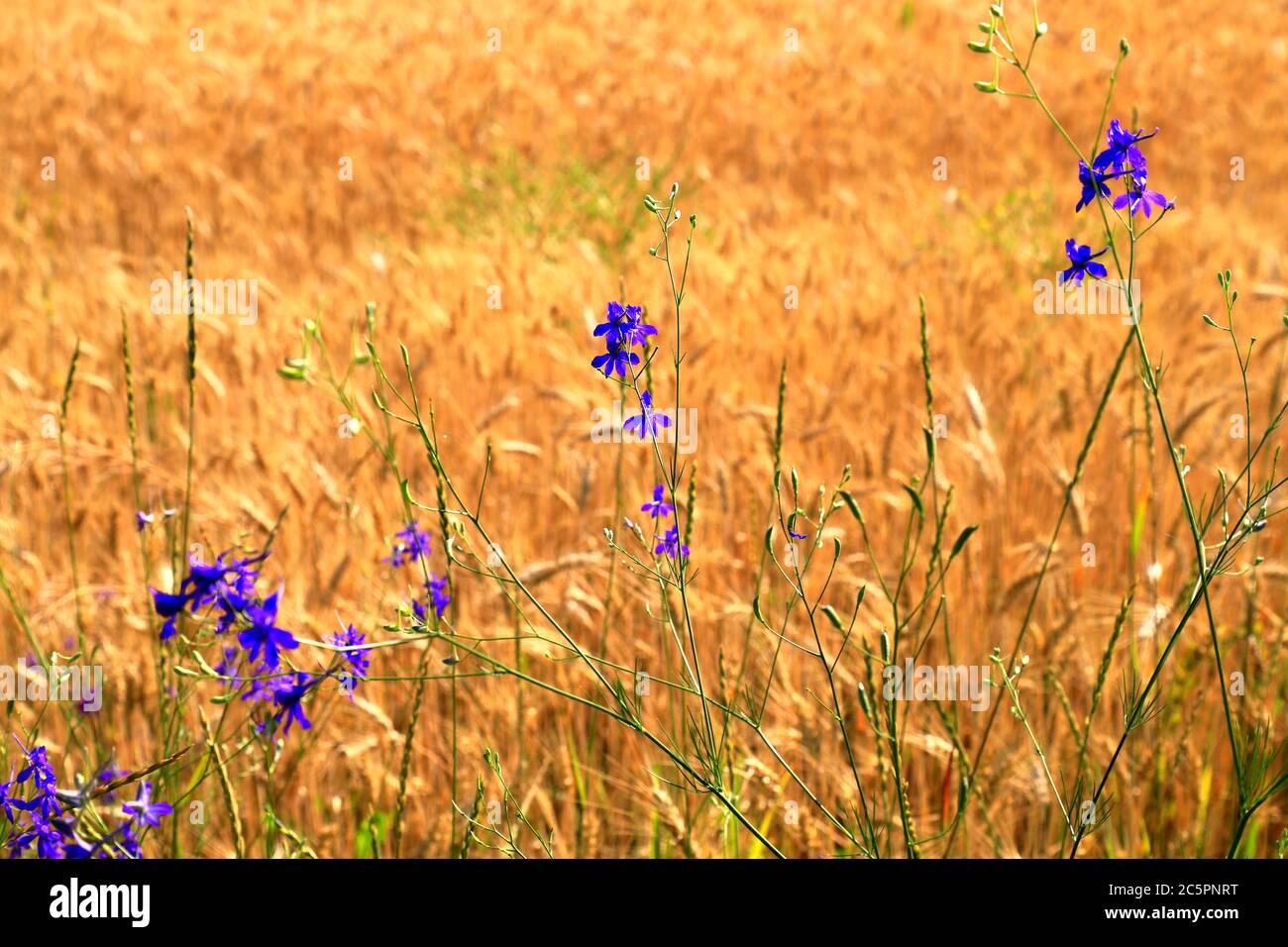 Fiori blu fioriscono su uno sfondo di orecchie mature d'oro di grano su un campo giallo, la natura. Raccolto estivo ricco, agricolo, agricolo Foto Stock