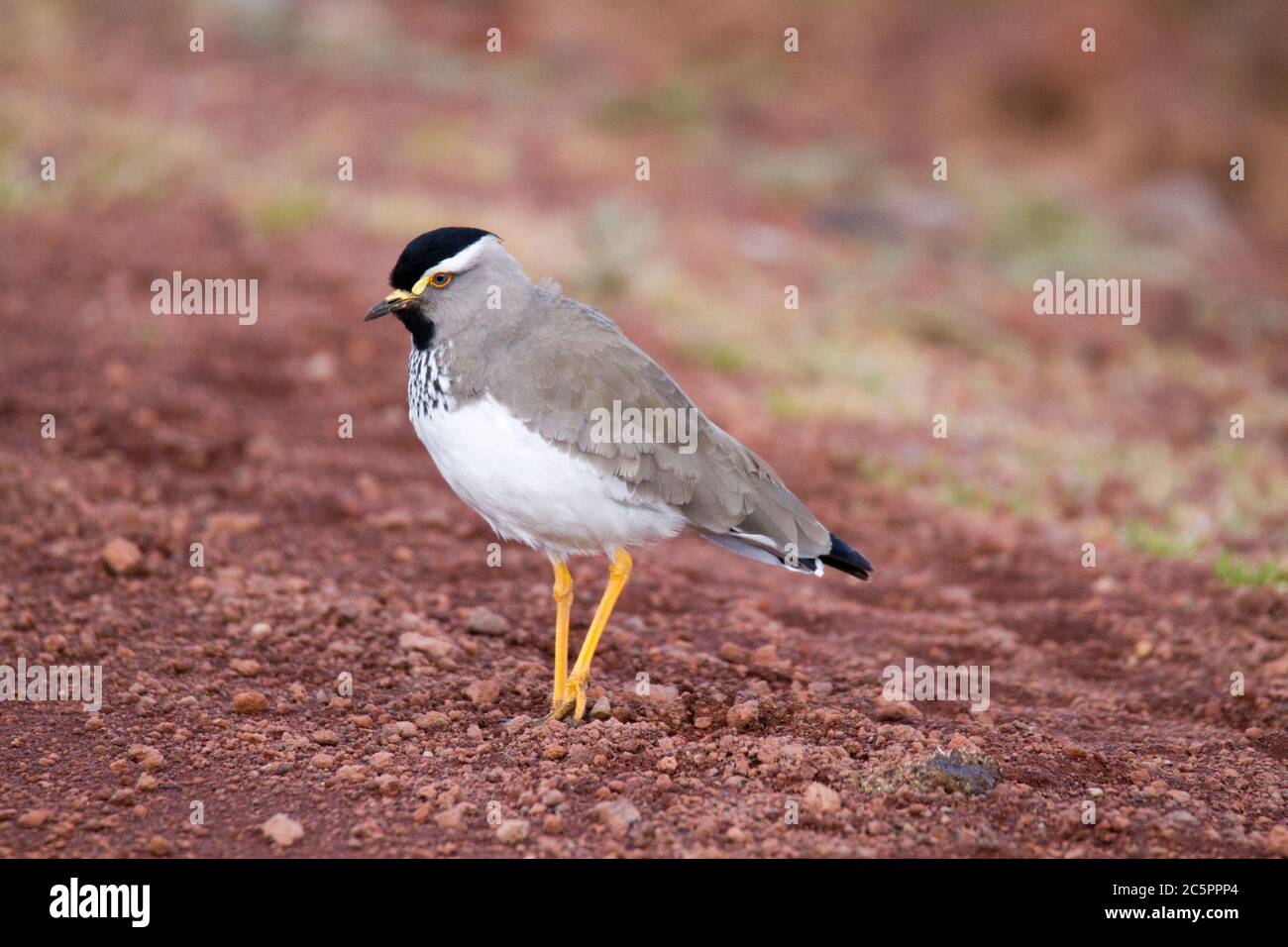 Batis con testa grigia (Batis orientalis) Foto Stock