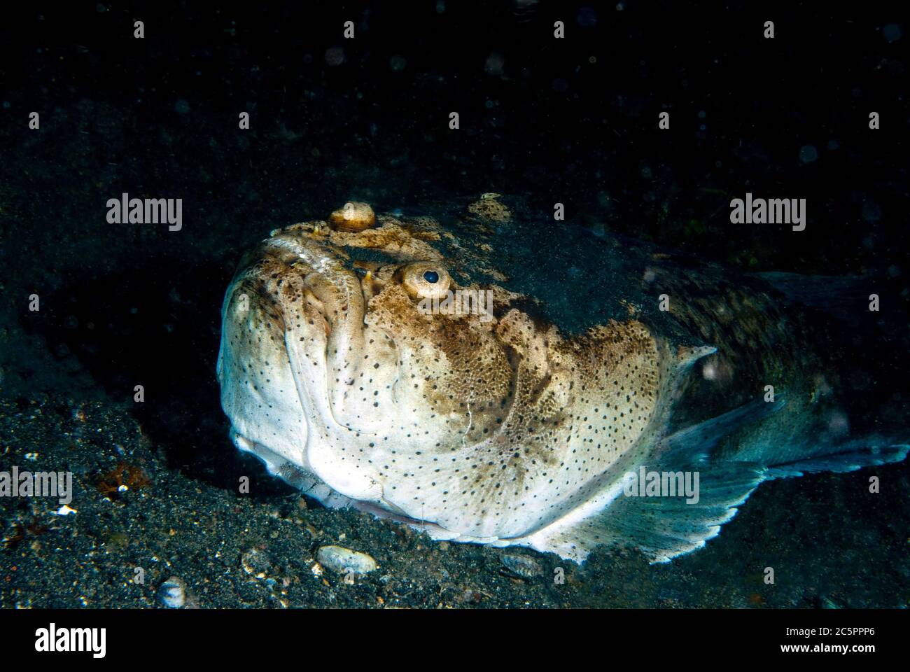 stargazer (Uranoscopidae) , Lembeh Strait, Sulawesi, Indonesia Foto Stock