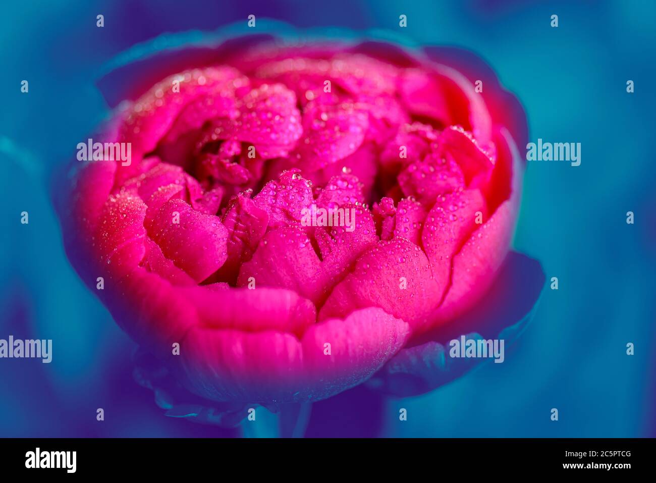 Primo piano di Peony. Peony lascia da vicino. Fiore di pony rosa e blu tinta. Fiore rosso di pony in gocce di fondo azzurro d'acqua. Foto Stock