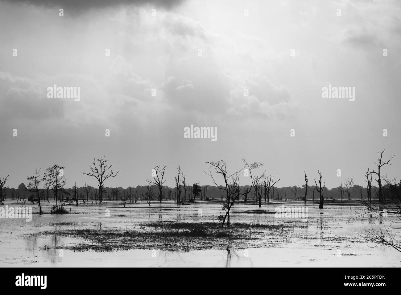 Alberi morti nel Jayataka Baray (serbatoio) in Angkor, Cambogia Foto Stock