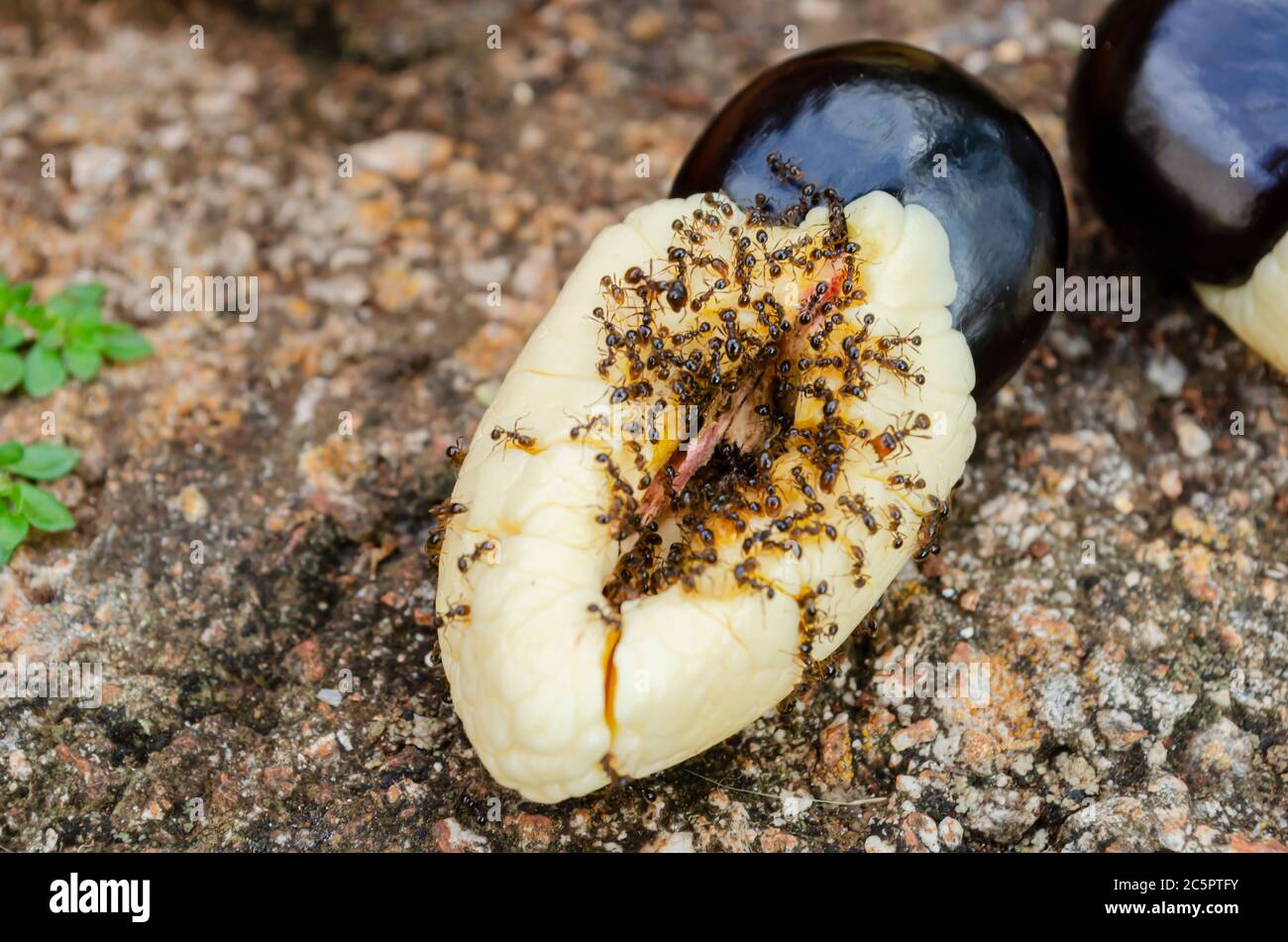 Formiche che mangiano Ackee Foto Stock