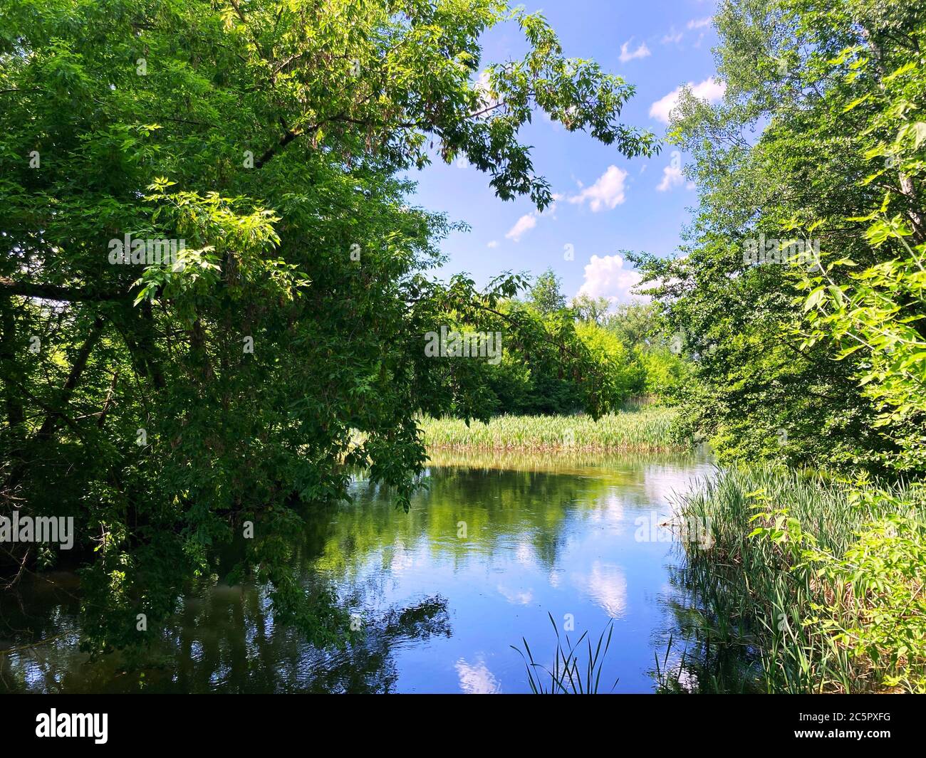 Bellissimo paesaggio di fiume con vegetazione verde. Acqua surfatta in tempo di sole. Concetto di natura sfondo. Foto Stock