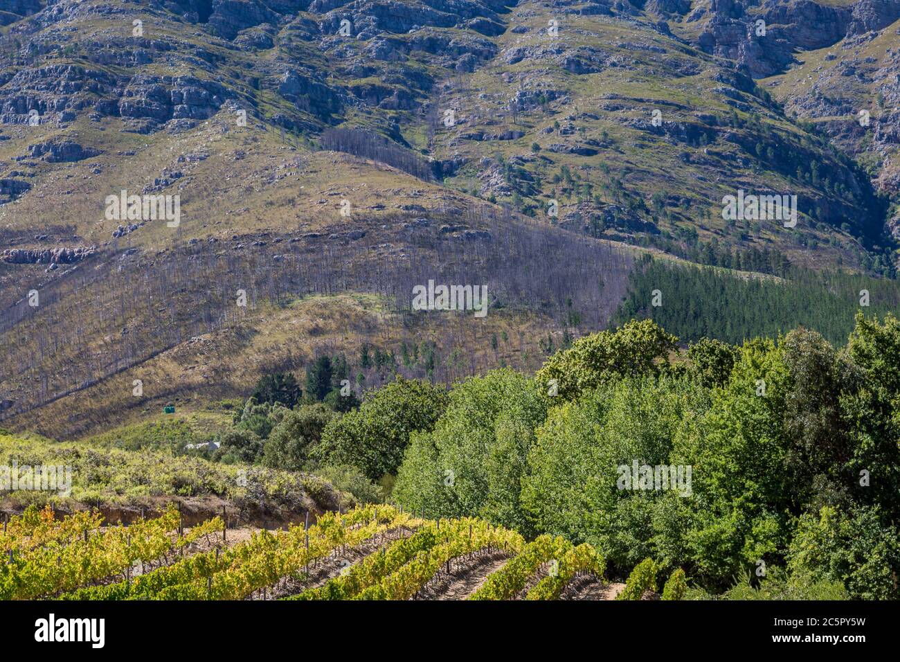 Un vigneto in Sud Africa con le montagne dietro Foto Stock
