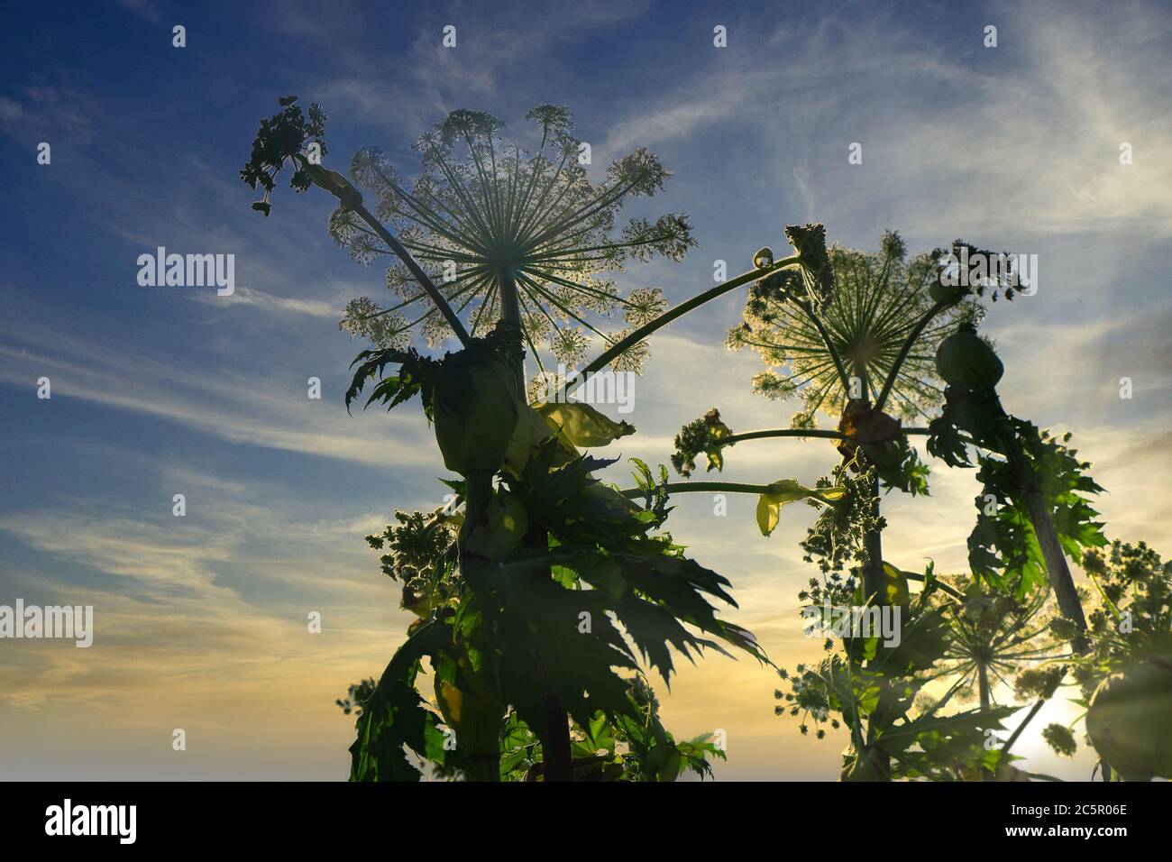 L'Europa, Paesi Bassi, sulle rive dei canali coltivano gigantesche piante di alghe Foto Stock