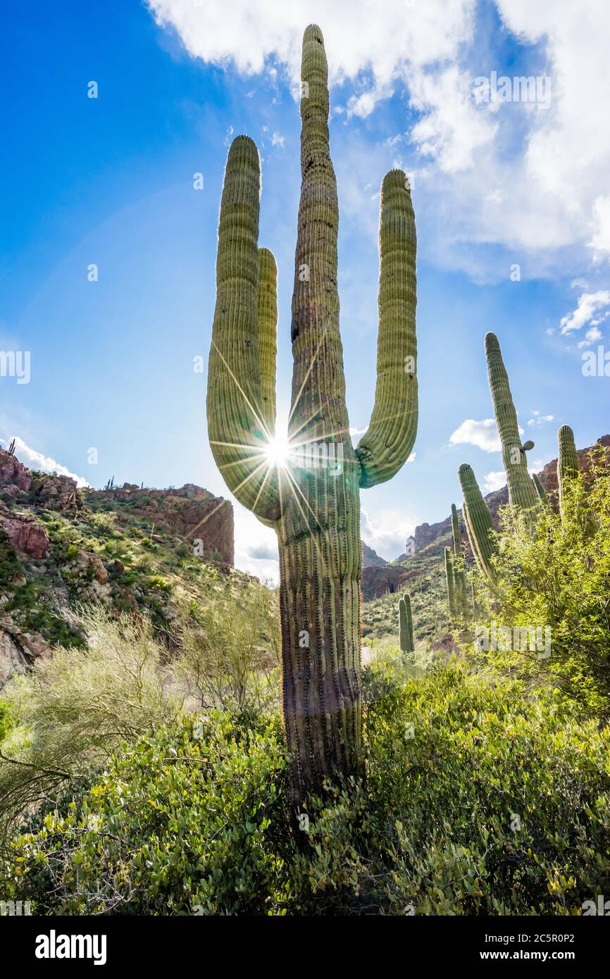 Saguaro Cactus con la stella del sole scoppiò attraverso le armi di cactus nella foresta nazionale di Tonto vicino a Superstition Wilderness in Arizona. Foto Stock