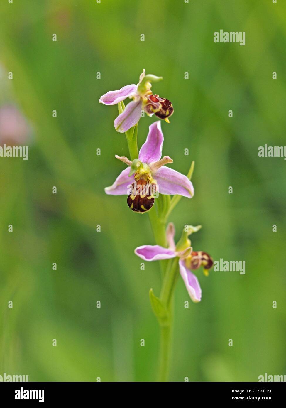 Delicati fiori gialli rosa di Bee Orchid (Ophrys apifera) su flowerspike si distinguono contro il verde umido prato nel Nord Yorkshire, Inghilterra, Regno Unito Foto Stock