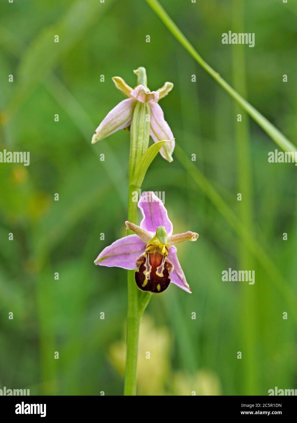 Delicati fiori gialli rosa di Bee Orchid (Ophrys apifera) su flowerspike si distinguono contro il verde umido prato nel Nord Yorkshire, Inghilterra, Regno Unito Foto Stock