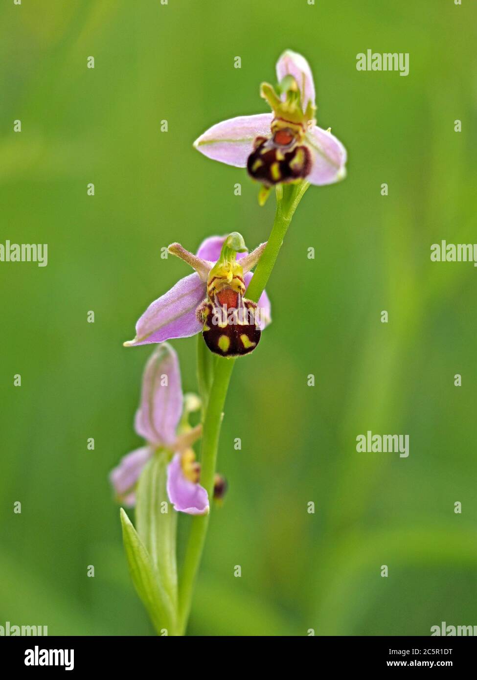Delicati fiori gialli rosa di Bee Orchid (Ophrys apifera) su flowerspike si distinguono contro il verde umido prato nel Nord Yorkshire, Inghilterra, Regno Unito Foto Stock