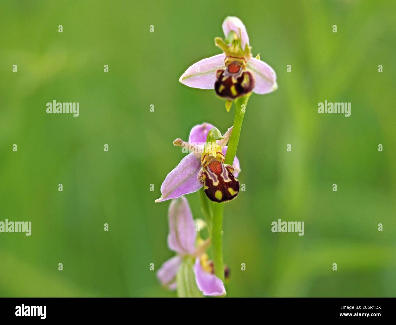 Delicati fiori gialli rosa di Bee Orchid (Ophrys apifera) su flowerspike si distinguono contro il verde umido prato nel Nord Yorkshire, Inghilterra, Regno Unito Foto Stock