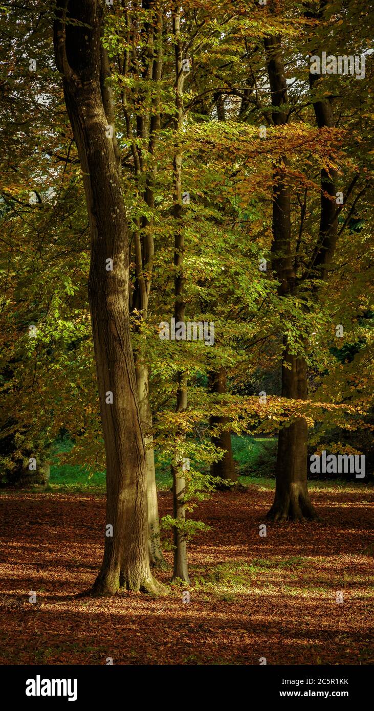 Golden Beach Tree rami a Batsford Arboretum Foto Stock